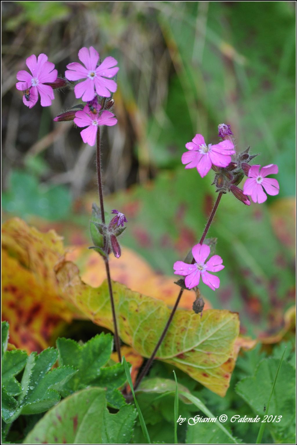 Silene dioica (Caryophyllaceae)